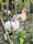 Two chickens perch on tree branches in a garden. One is white and the other has a mix of white and brown feathers. Surrounding them are green plants and wooden stakes, creating a natural, rustic setting.