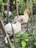 Two chickens perch on tree branches in a garden. One is white and the other has a mix of white and brown feathers. Surrounding them are green plants and wooden stakes, creating a natural, rustic setting.