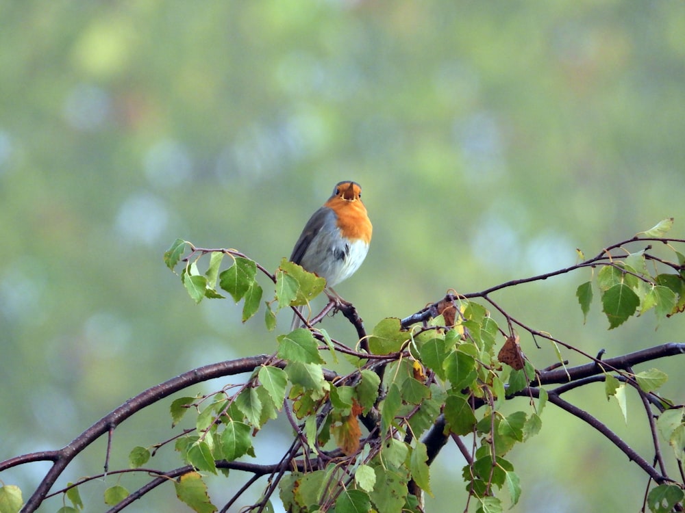a bird sits on a branch