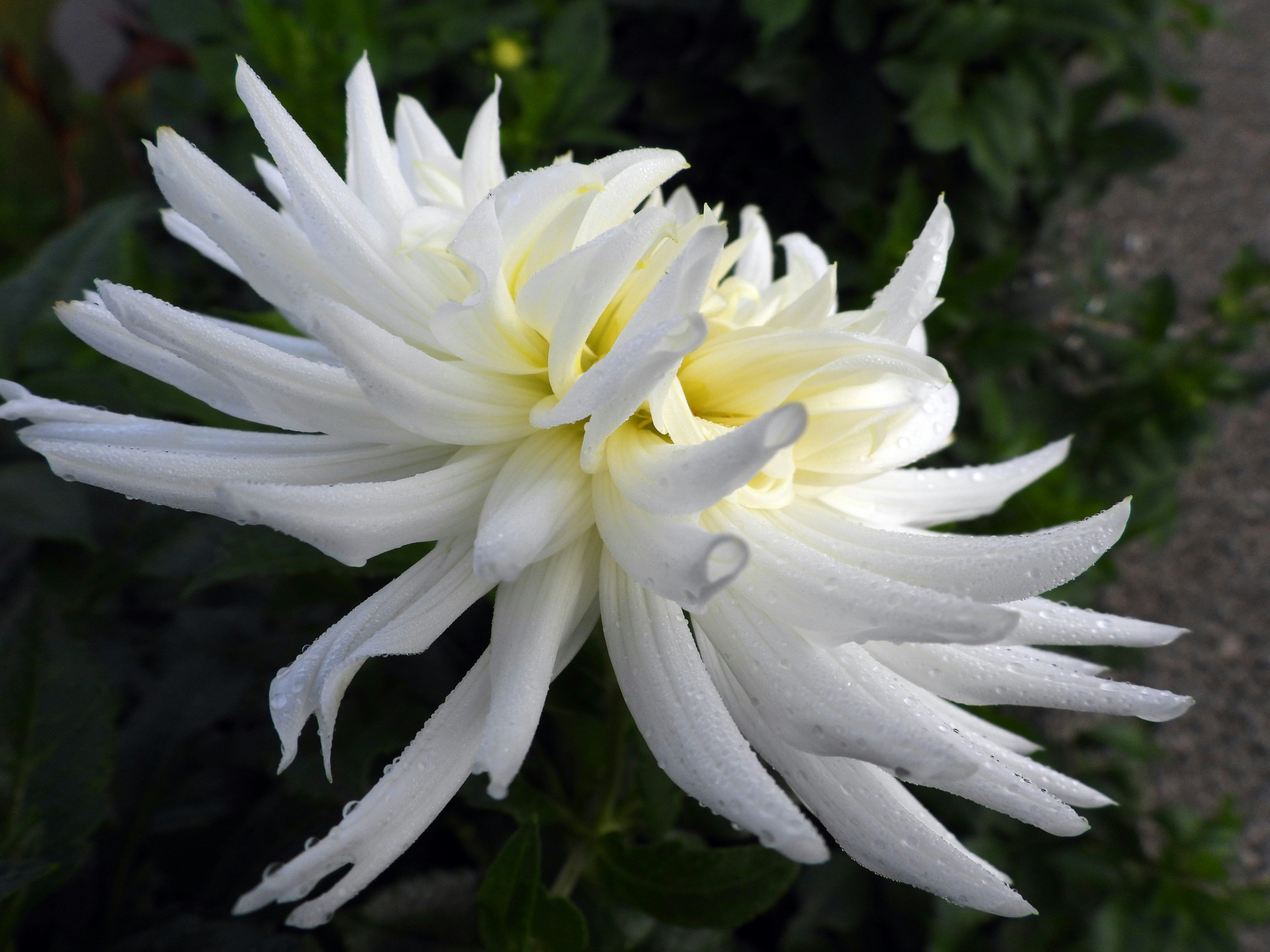 Photo by simone_karmaeleon