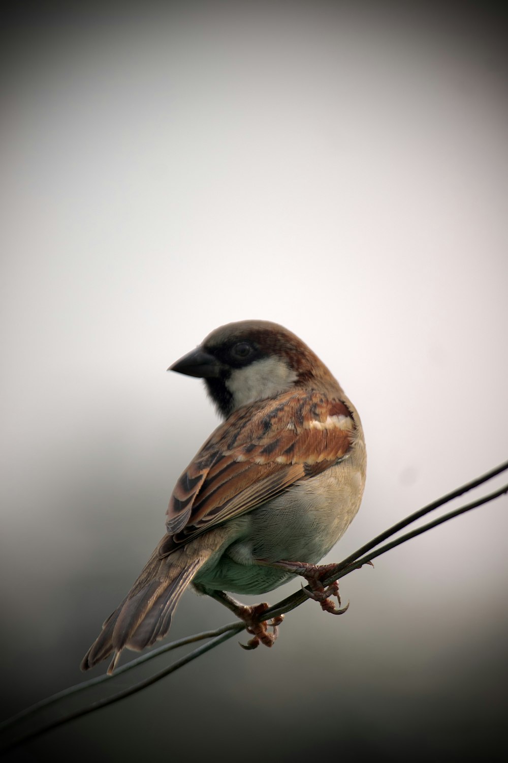 a bird sitting on a branch