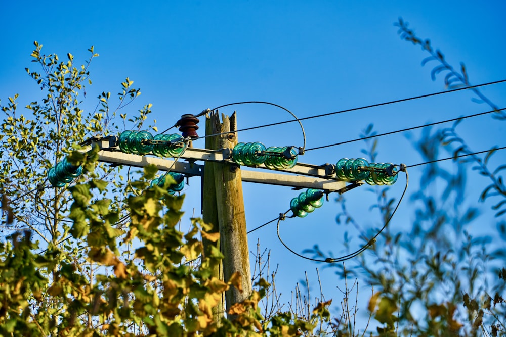 a group of birds on a power line