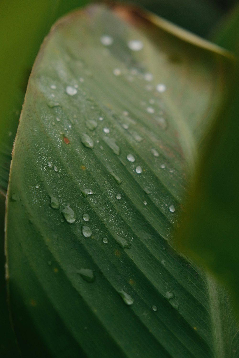 a close up of a leaf