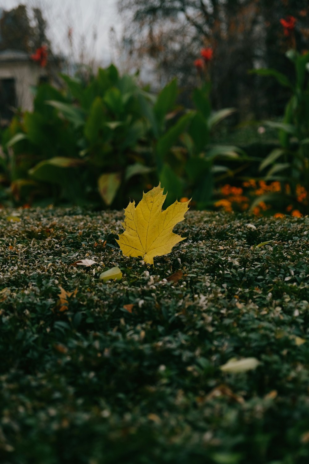 a yellow leaf on a green plant