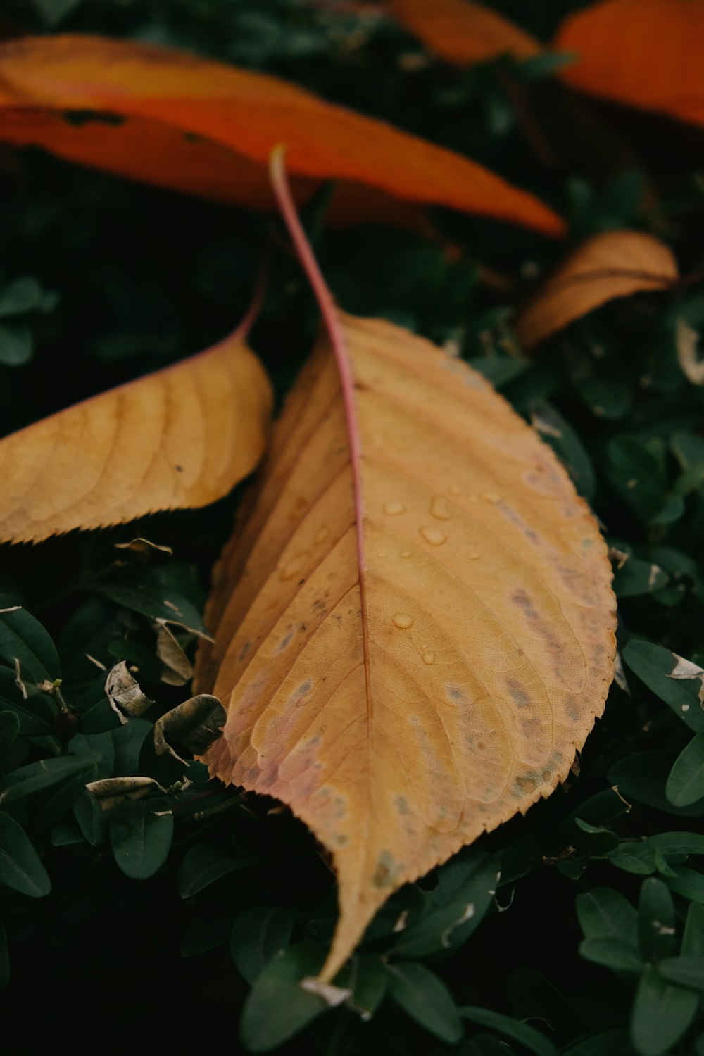 a close up of a leaf