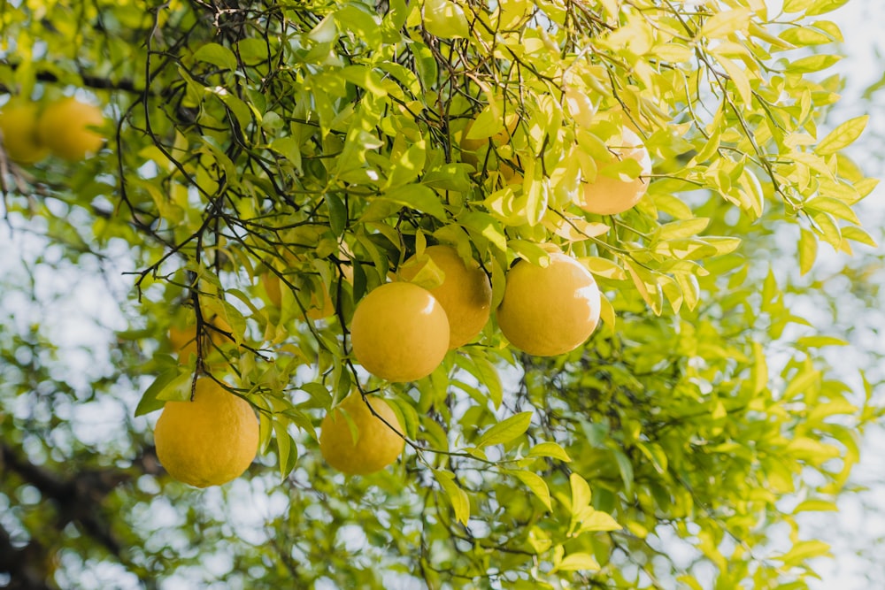 a tree with lemons
