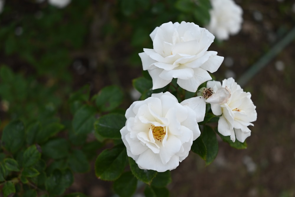 un'ape su un fiore bianco