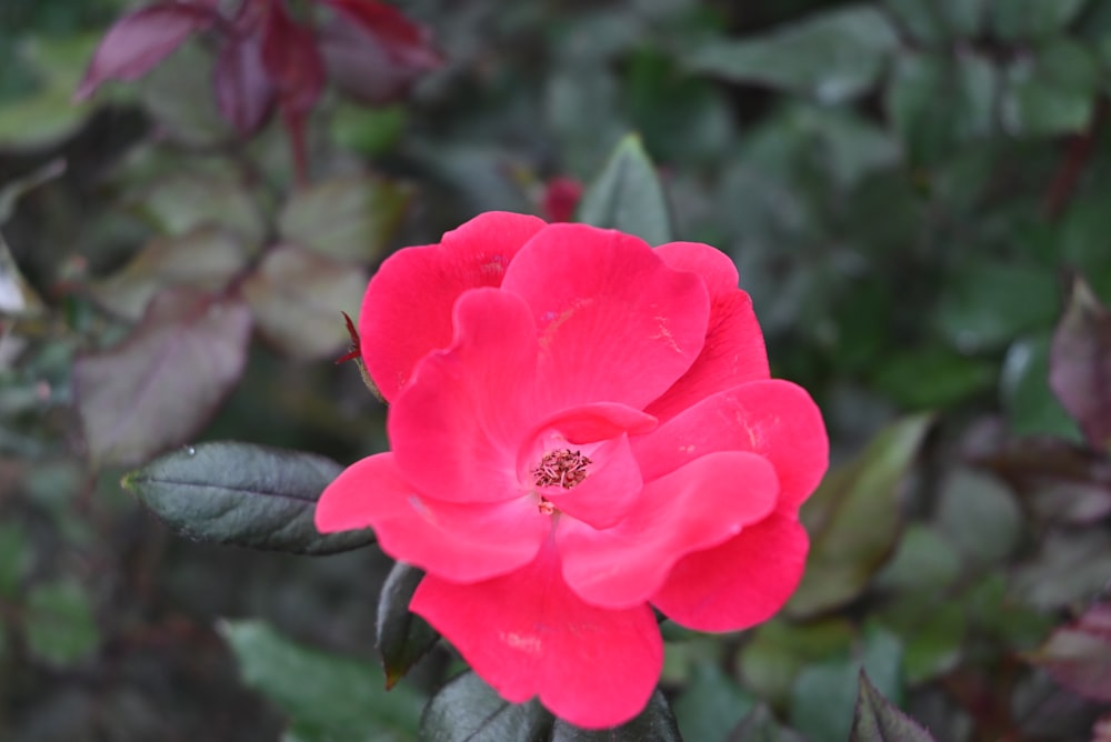 a close up of a flower