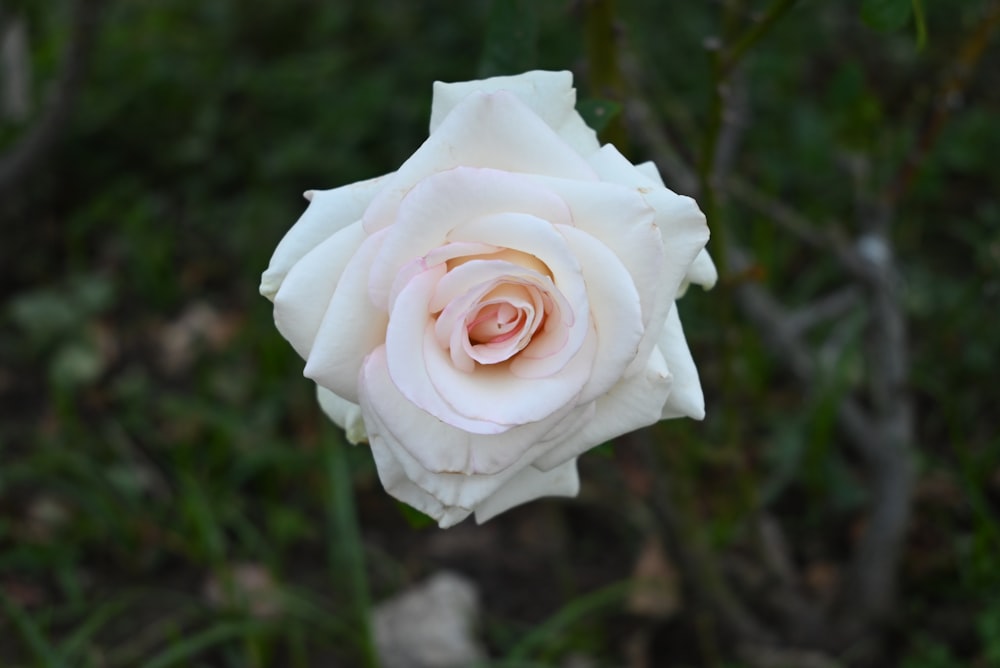 a white rose with a pink center