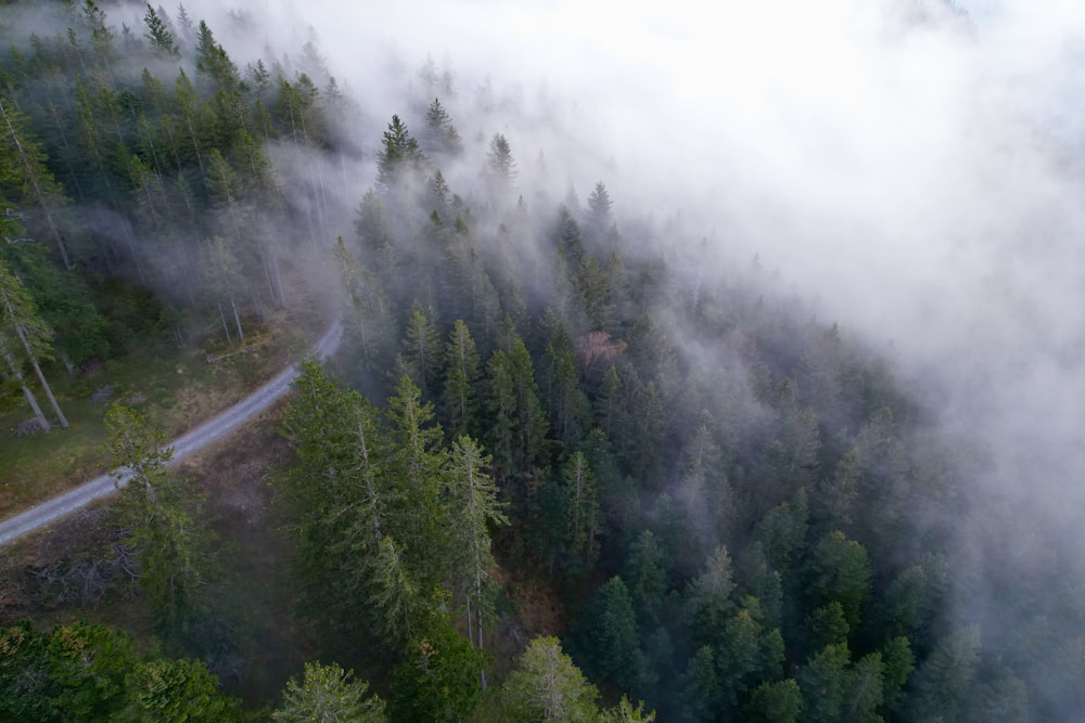 a forest of trees