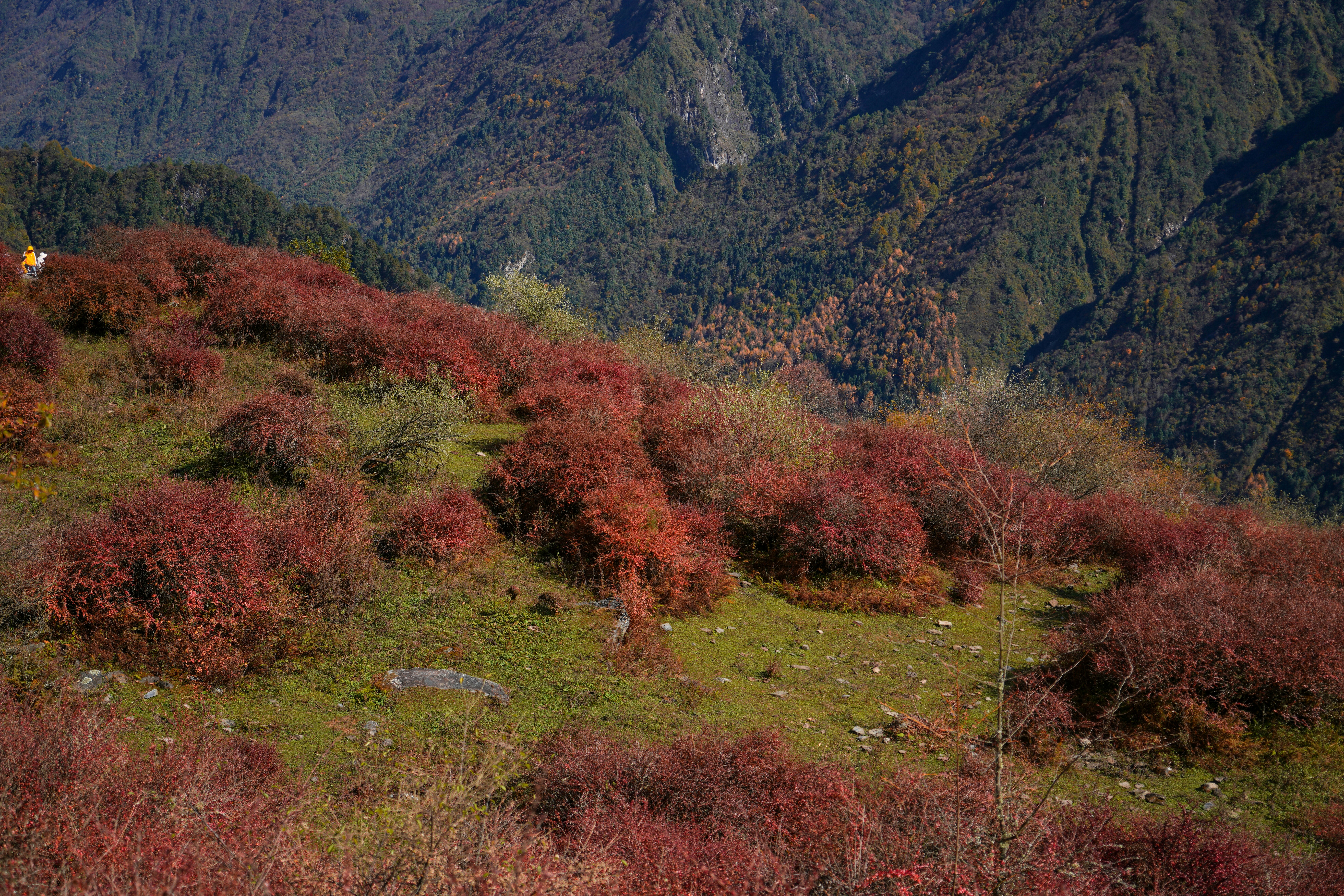 Sichuan's Conservation, China - Zhuoxi Pasture, located in Guan Village, Wolong Town, is a national nature reserve. This is a secret realm of the grassland on the floating clouds, with few people, many rare wild animals and breathtaking scenery. It perfectly defines the 