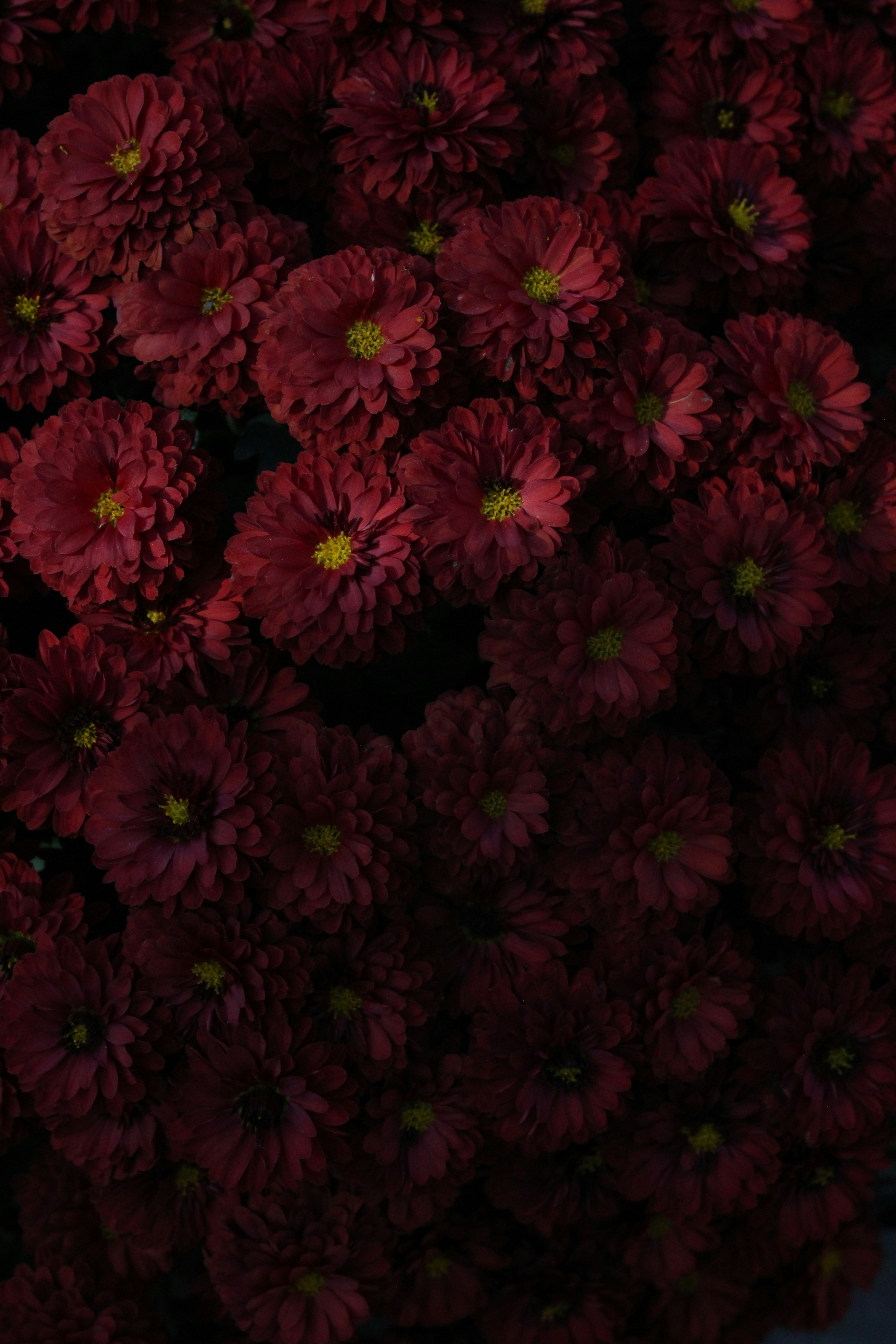 a group of pink flowers