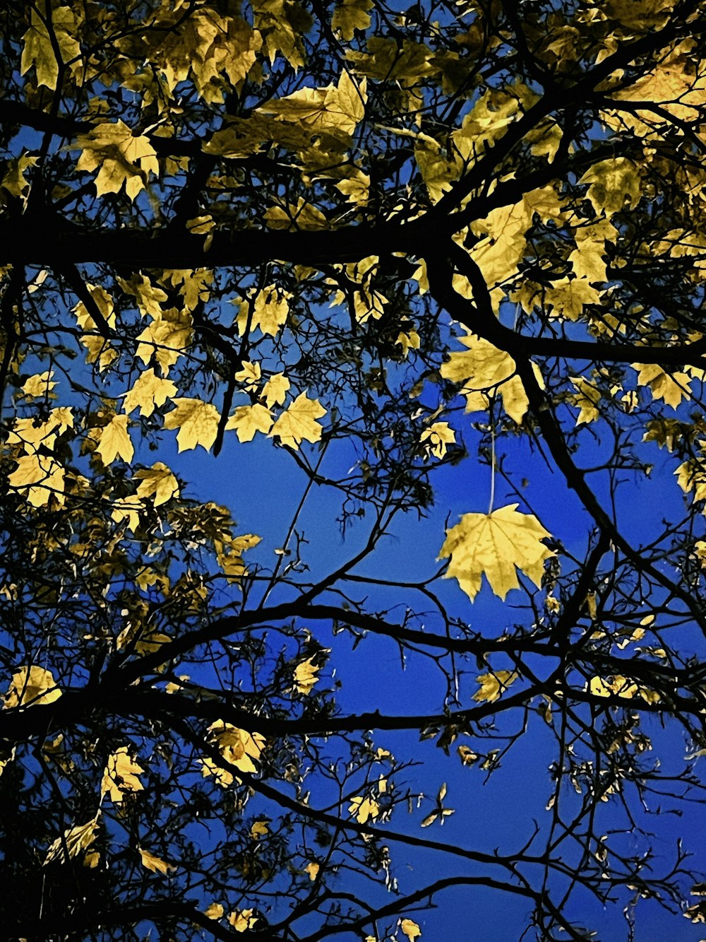 나무에 노란 잎
