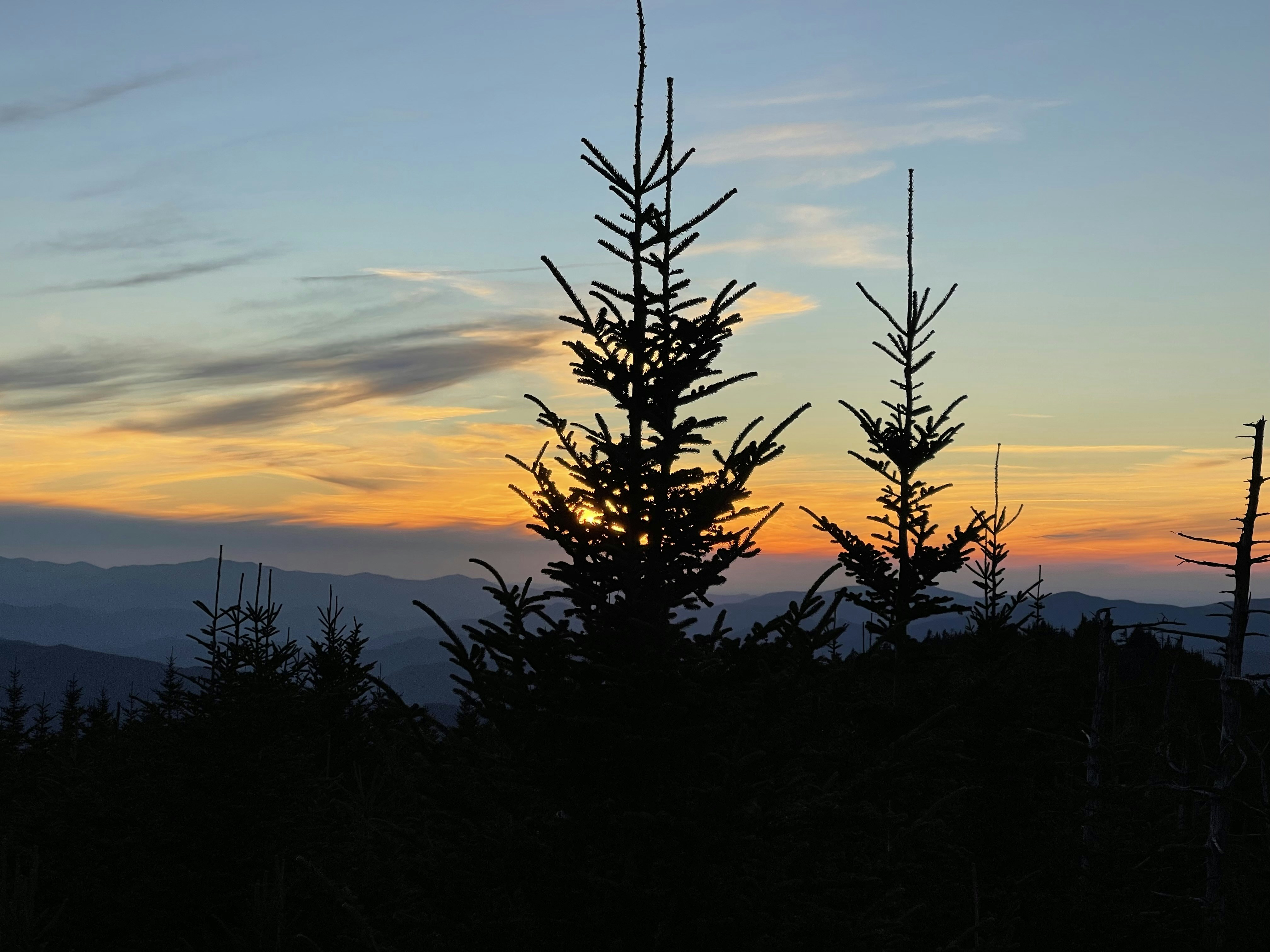 a tree with a sunset in the background, Photo of tree when there is a sunset. Taken from Clingmans Dome, Smokey Mountains - US