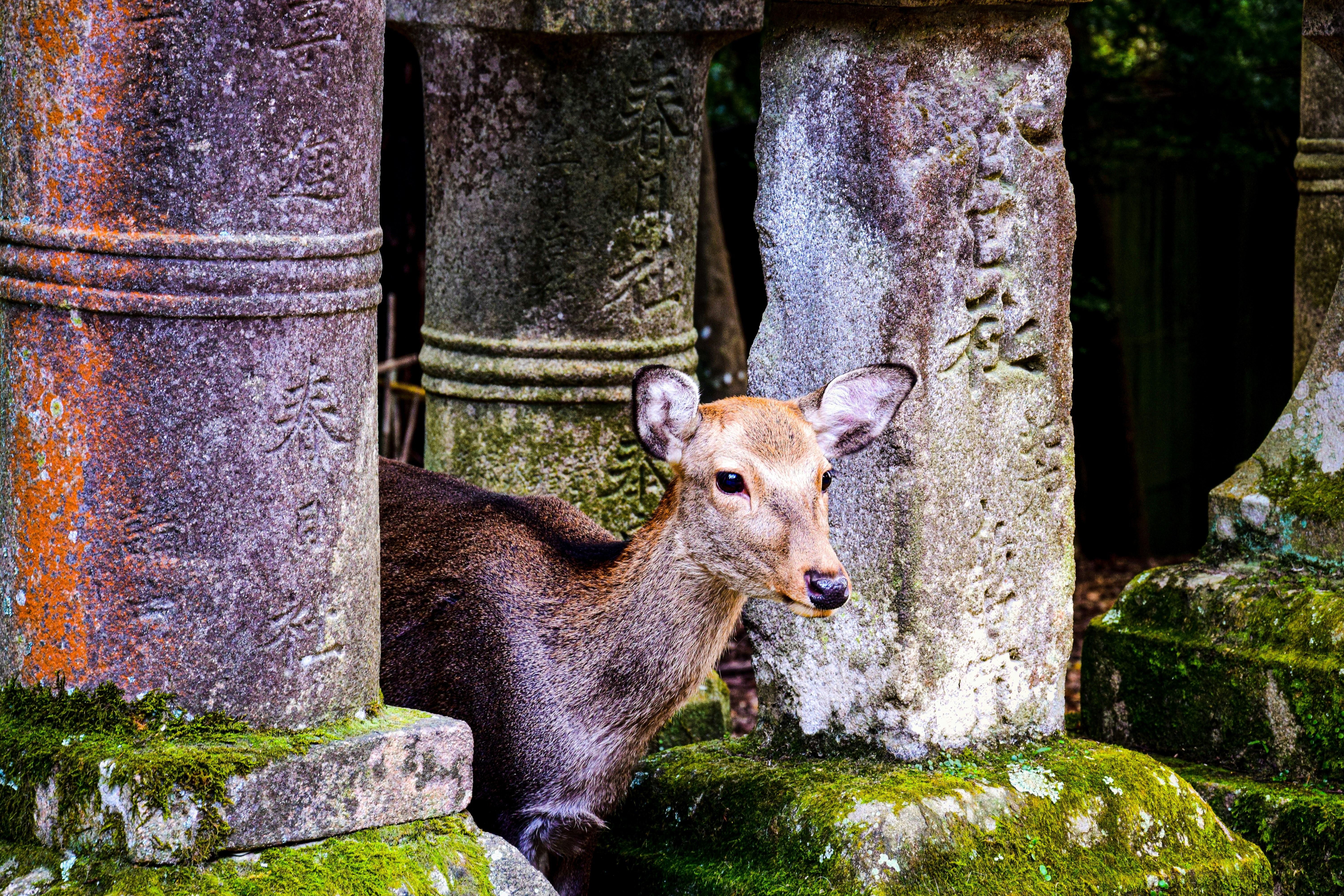 A deer sitting on rocks photo – Free Travel Image on Unsplash