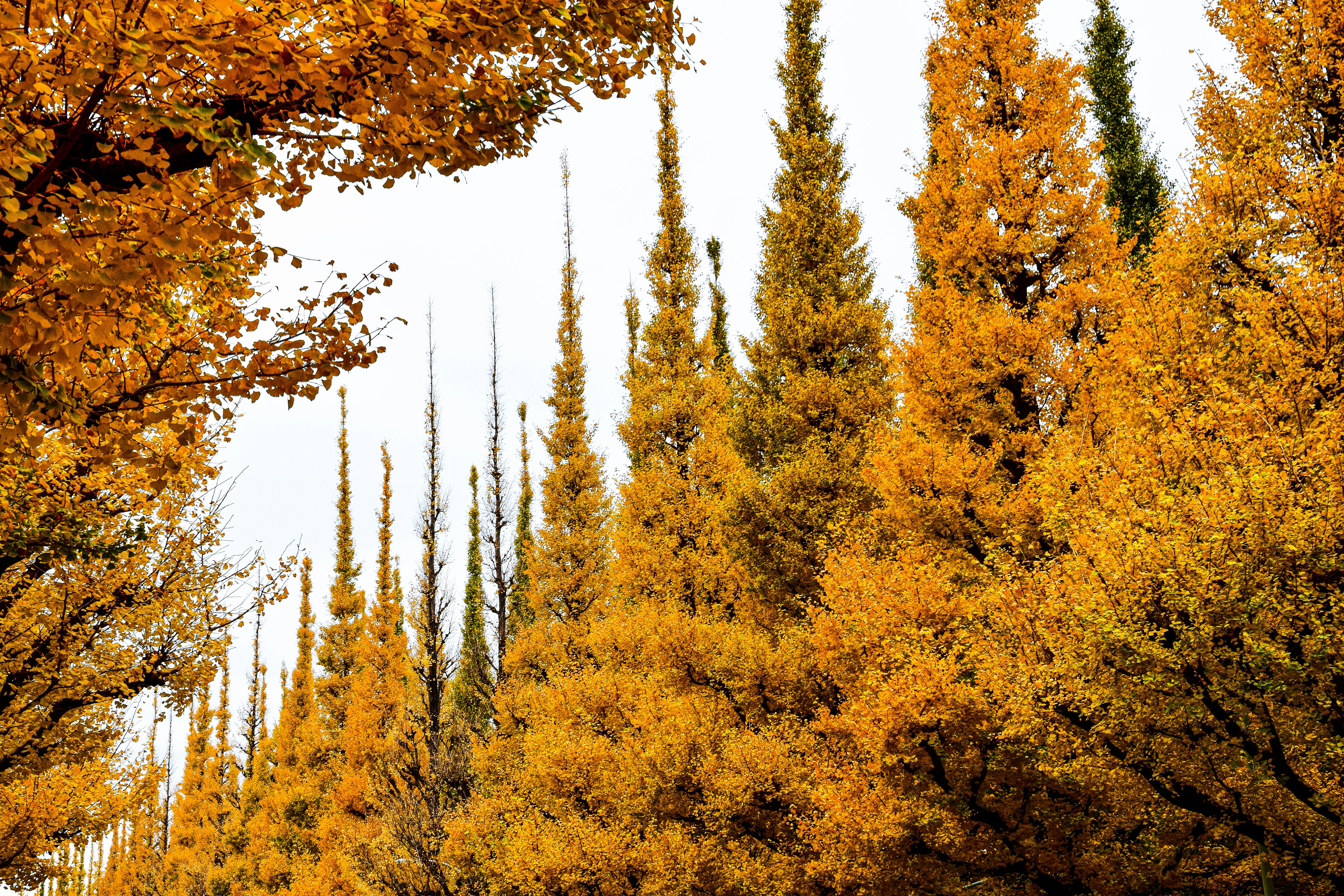 A group of trees with yellow leaves photo – Free Tokyo Image on Unsplash