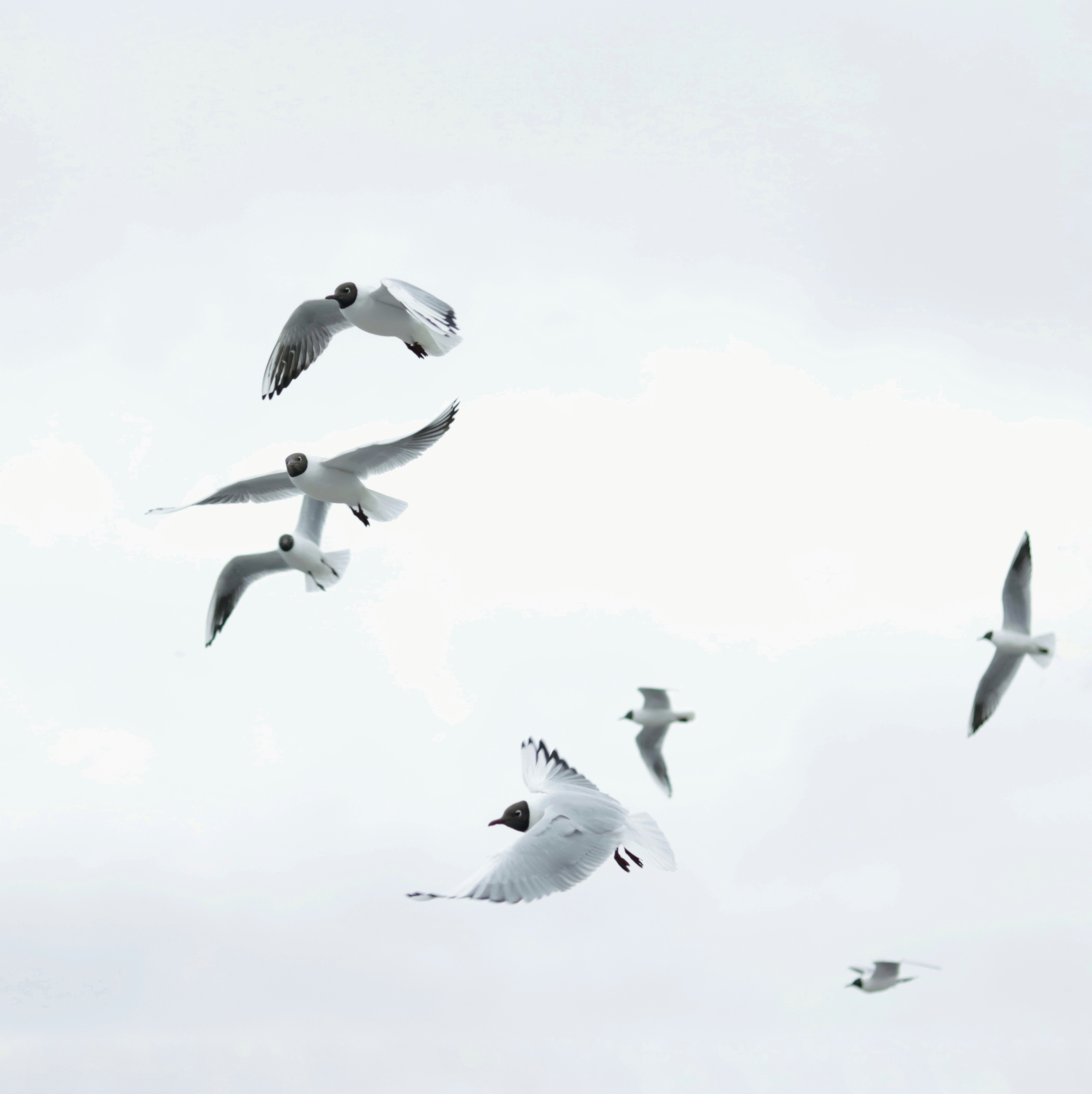 Ein Vogelschwarm fliegt