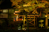 Evening view of a wooden homestay glowing warmly against a backdrop of pine trees.