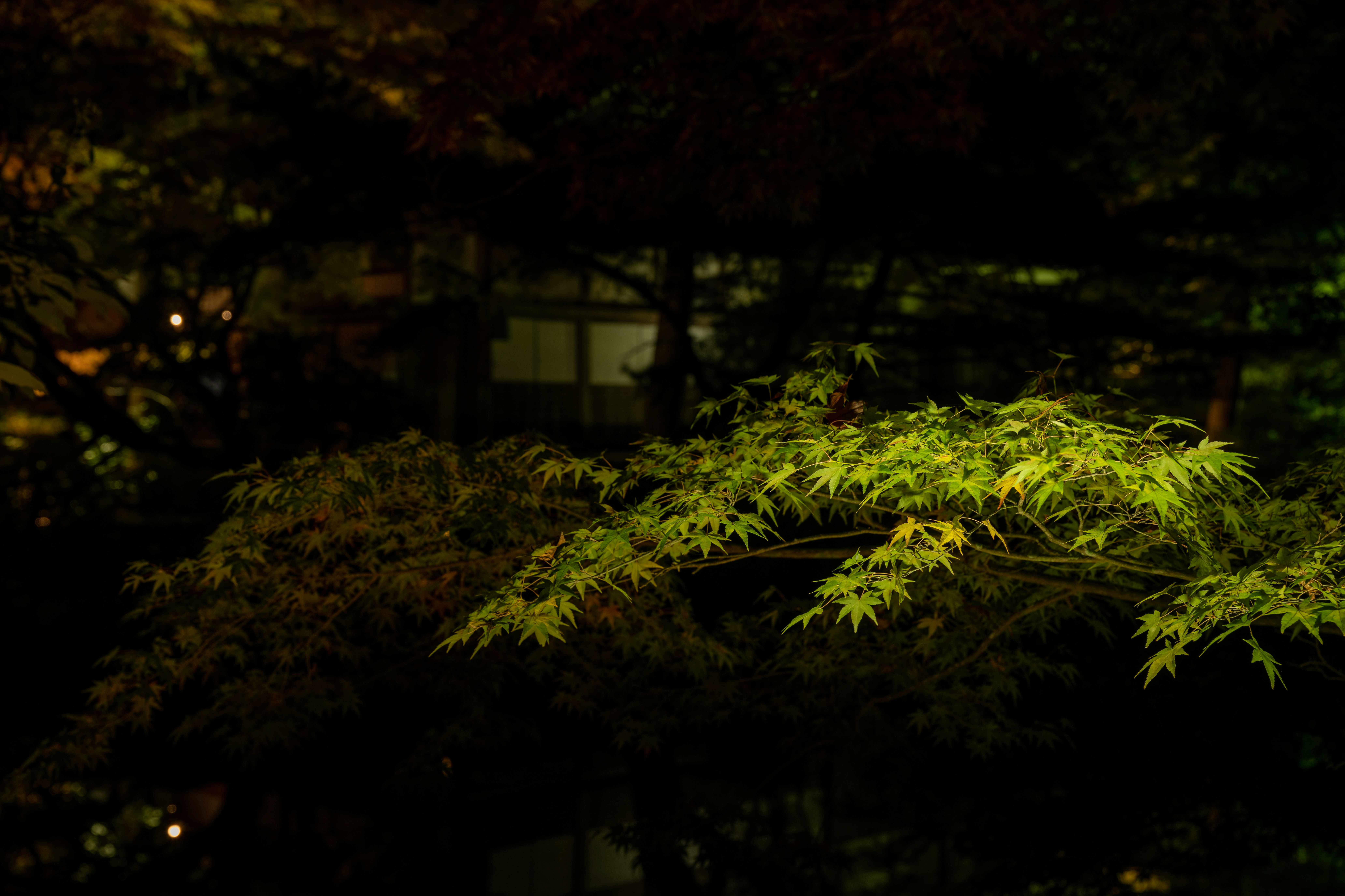 Photo by pafuxu