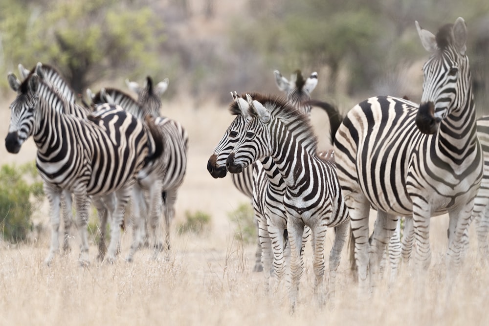 a group of zebras in a grassland