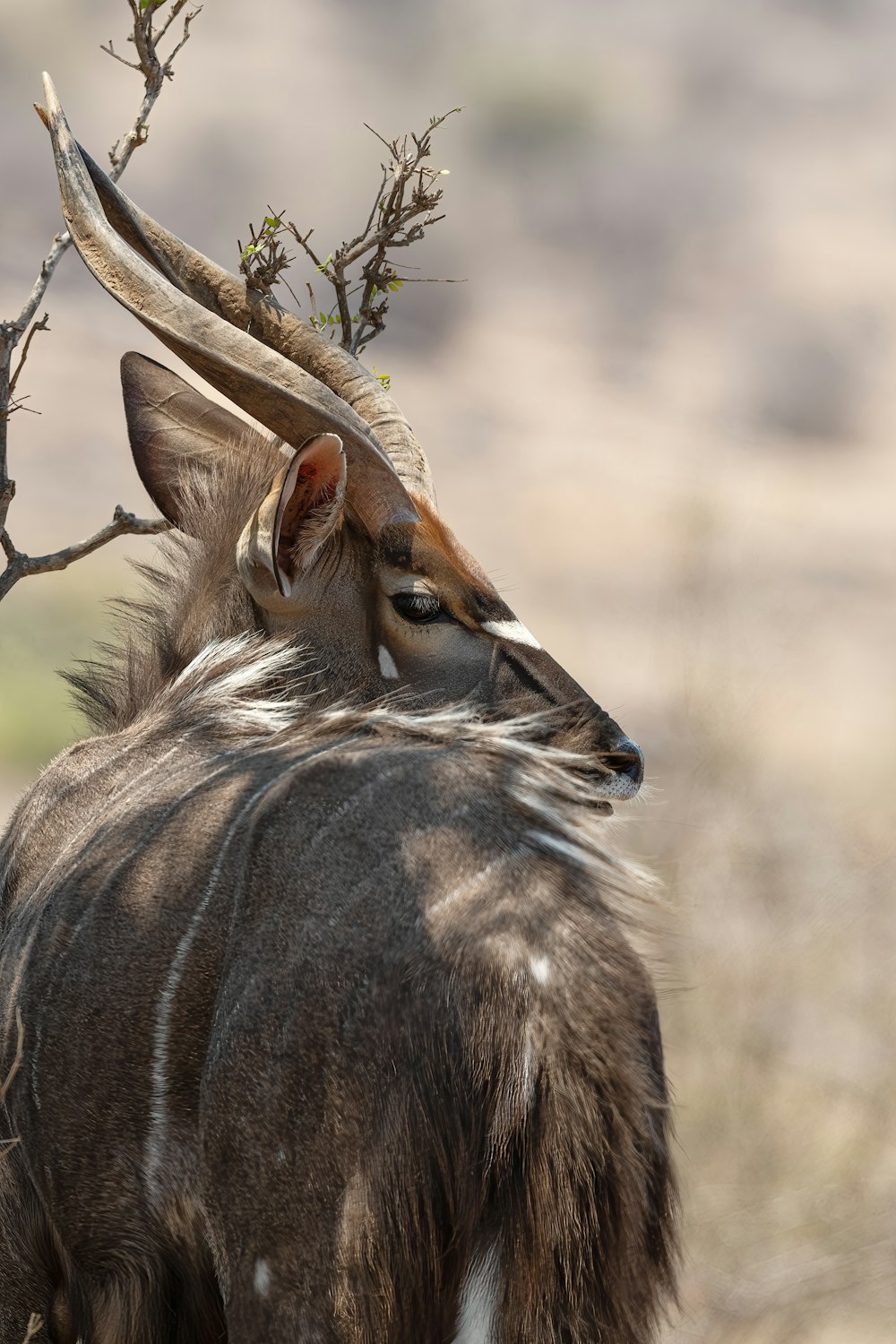 a deer with antlers