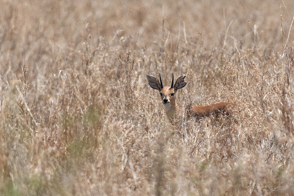 a deer in a field