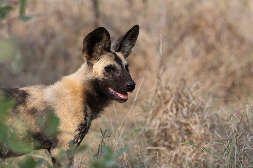 a dog in a field