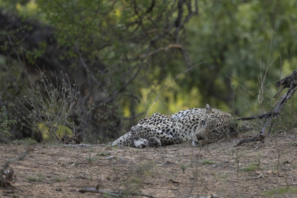 Un leopardo sdraiato a terra