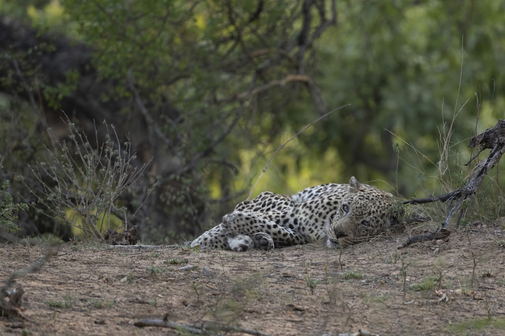 a leopard lying on the ground