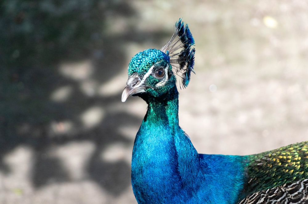 a blue bird with a green head