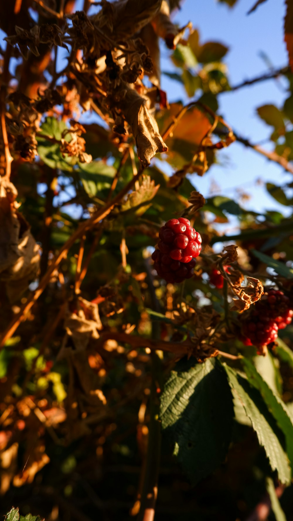 a close up of a berry