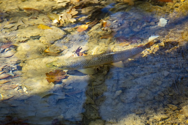 Brown trout