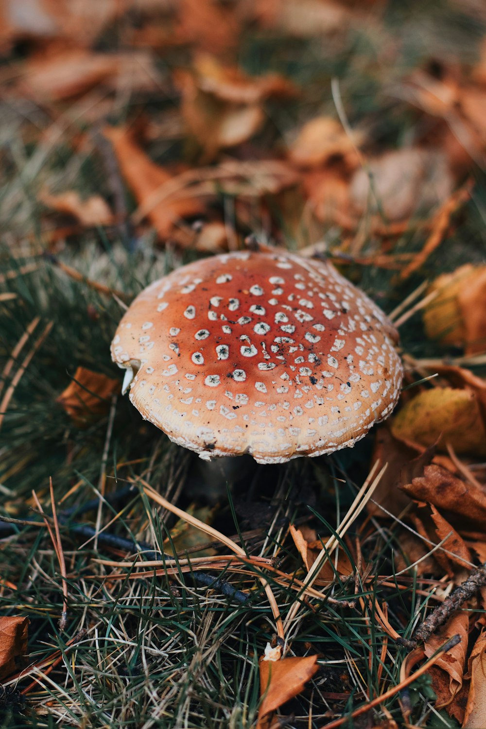 a mushroom growing in the grass