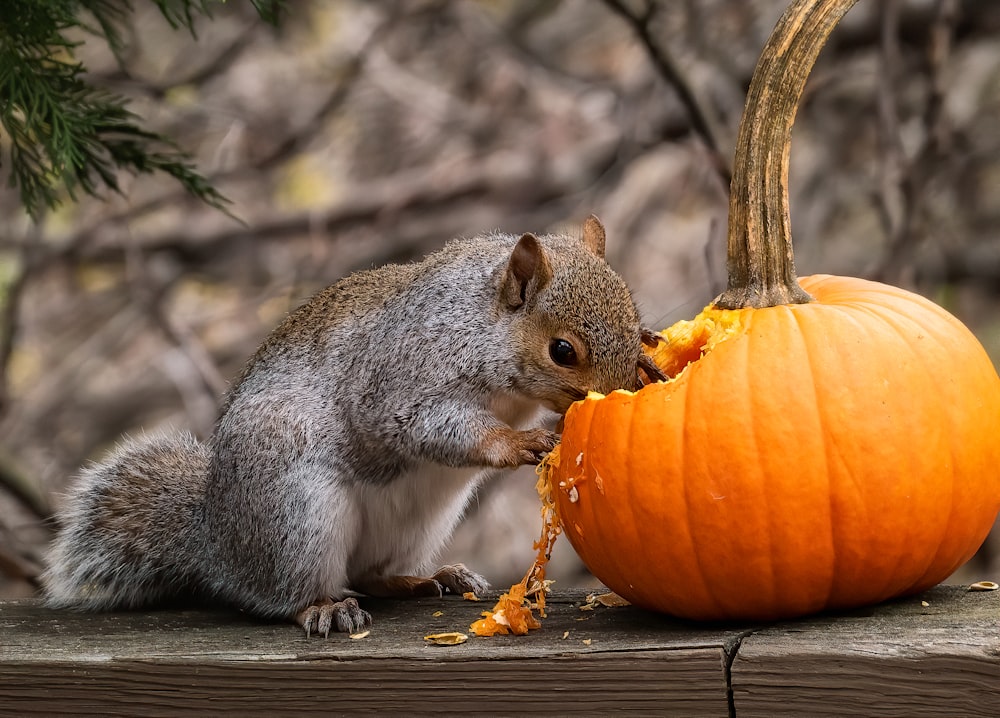 Un écureuil mangeant une citrouille