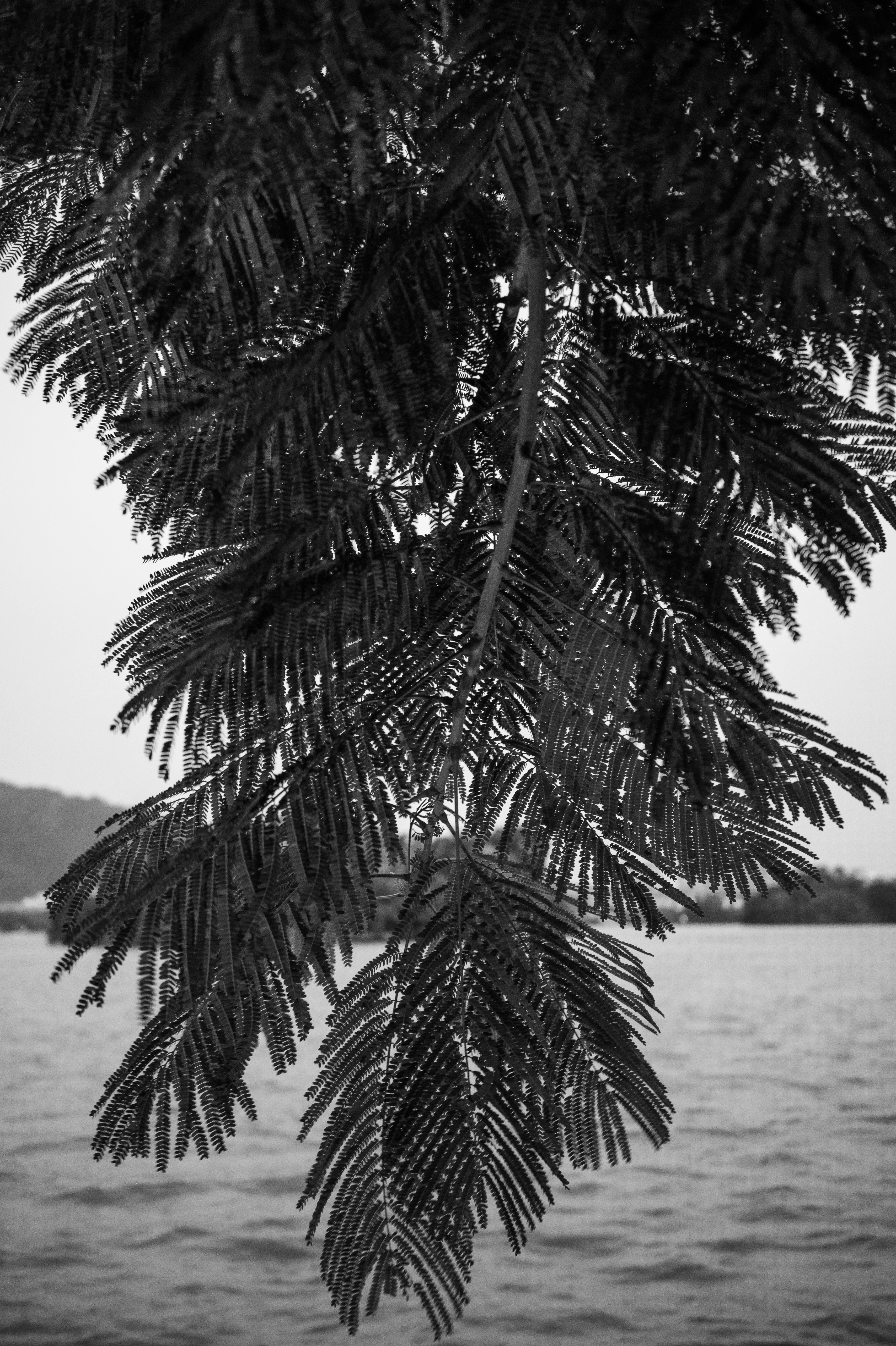 a tree with many branches