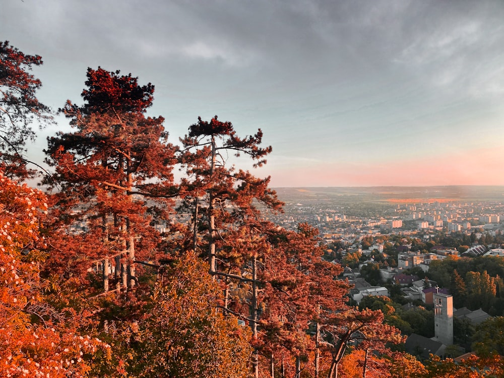 a city with many trees