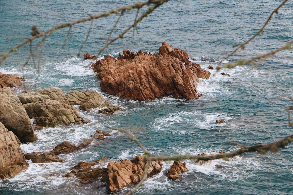 a rocky beach with a tree branch