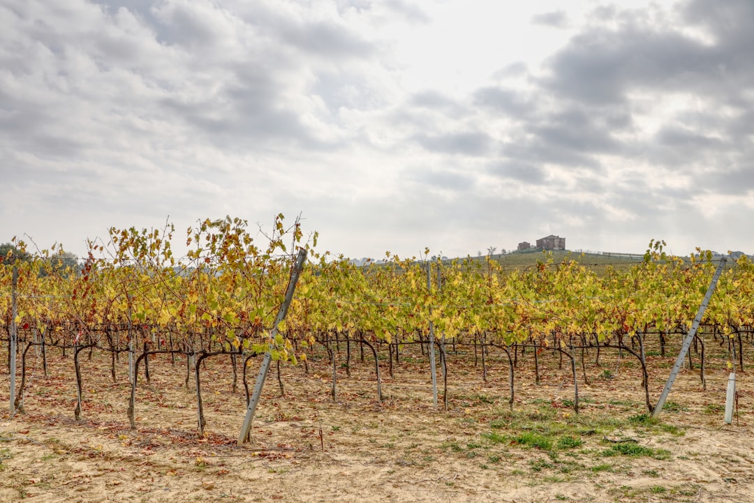 rows of trees in a field, Autumn in the Tuscan countryside