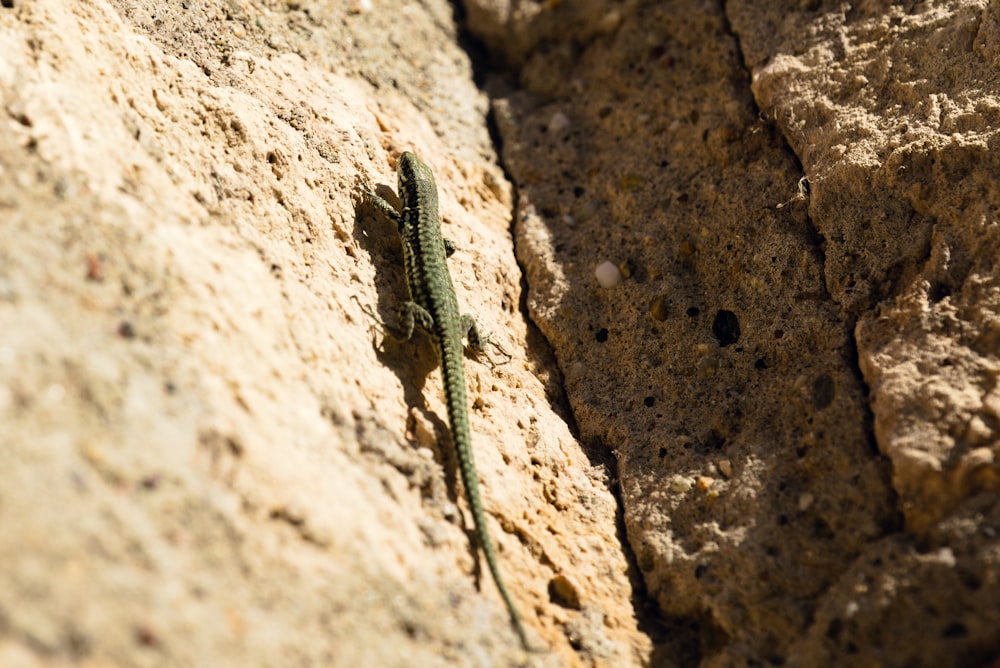 a green snake slithering on a rock