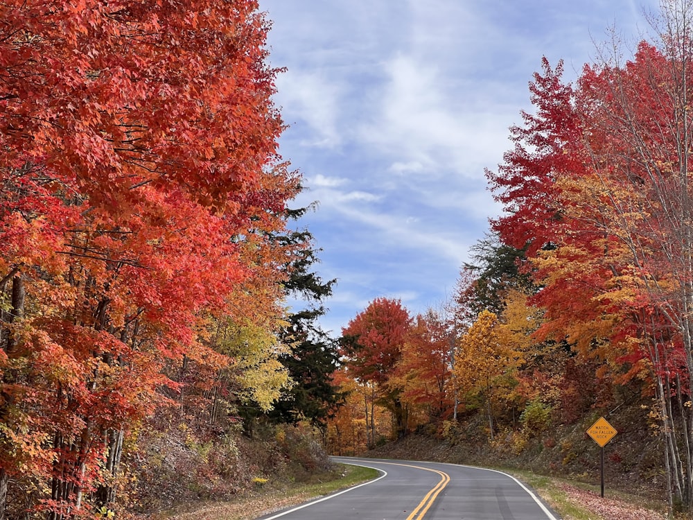 une route arborée de chaque côté