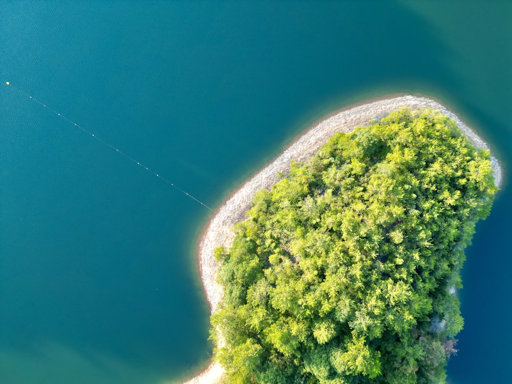 Un primer plano de un erizo de mar