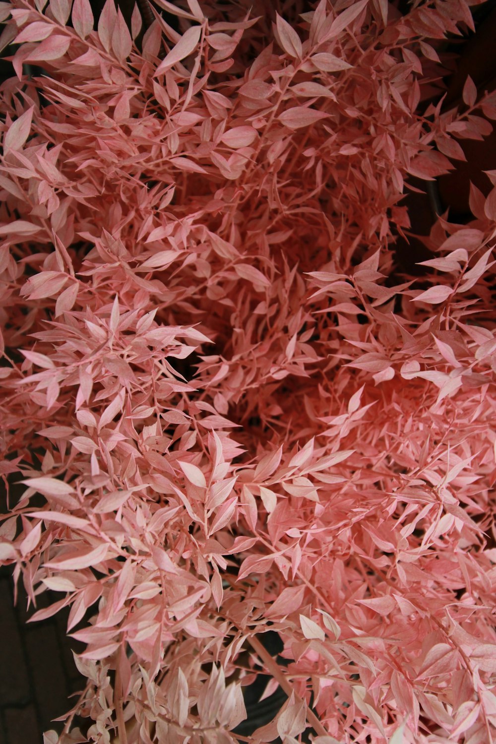 a group of red leaves
