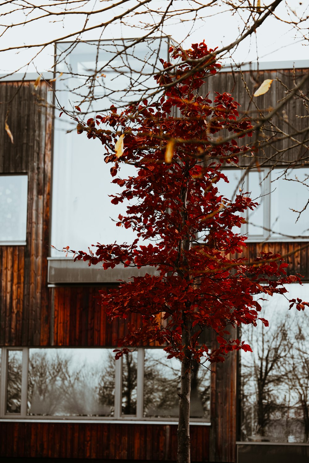 a tree with red leaves