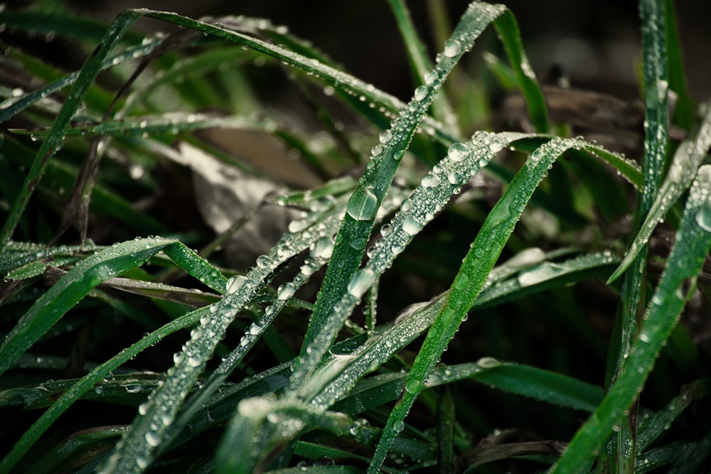 close up of a plant