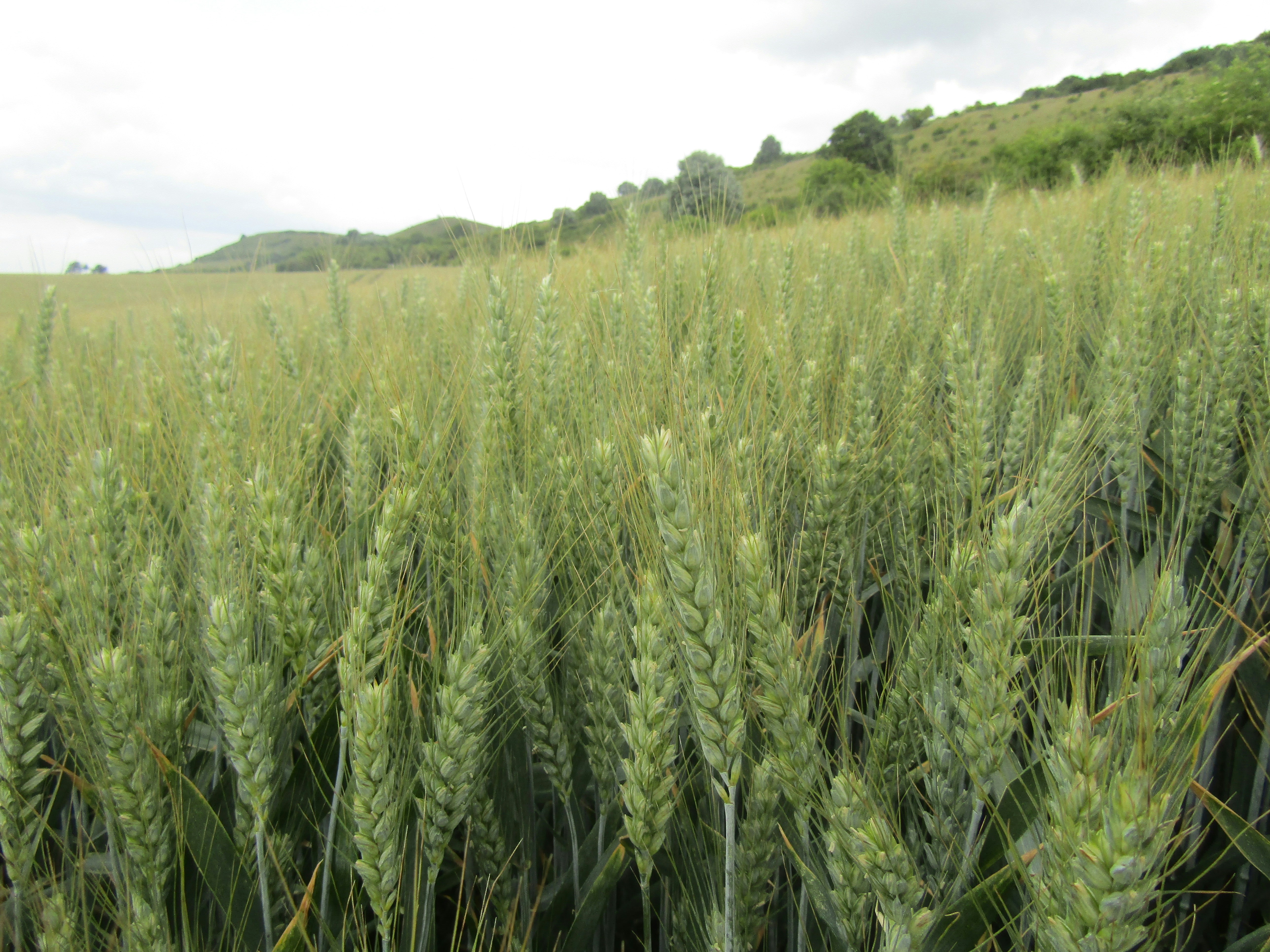 a field of green plants (Photo by E on Unsplash)