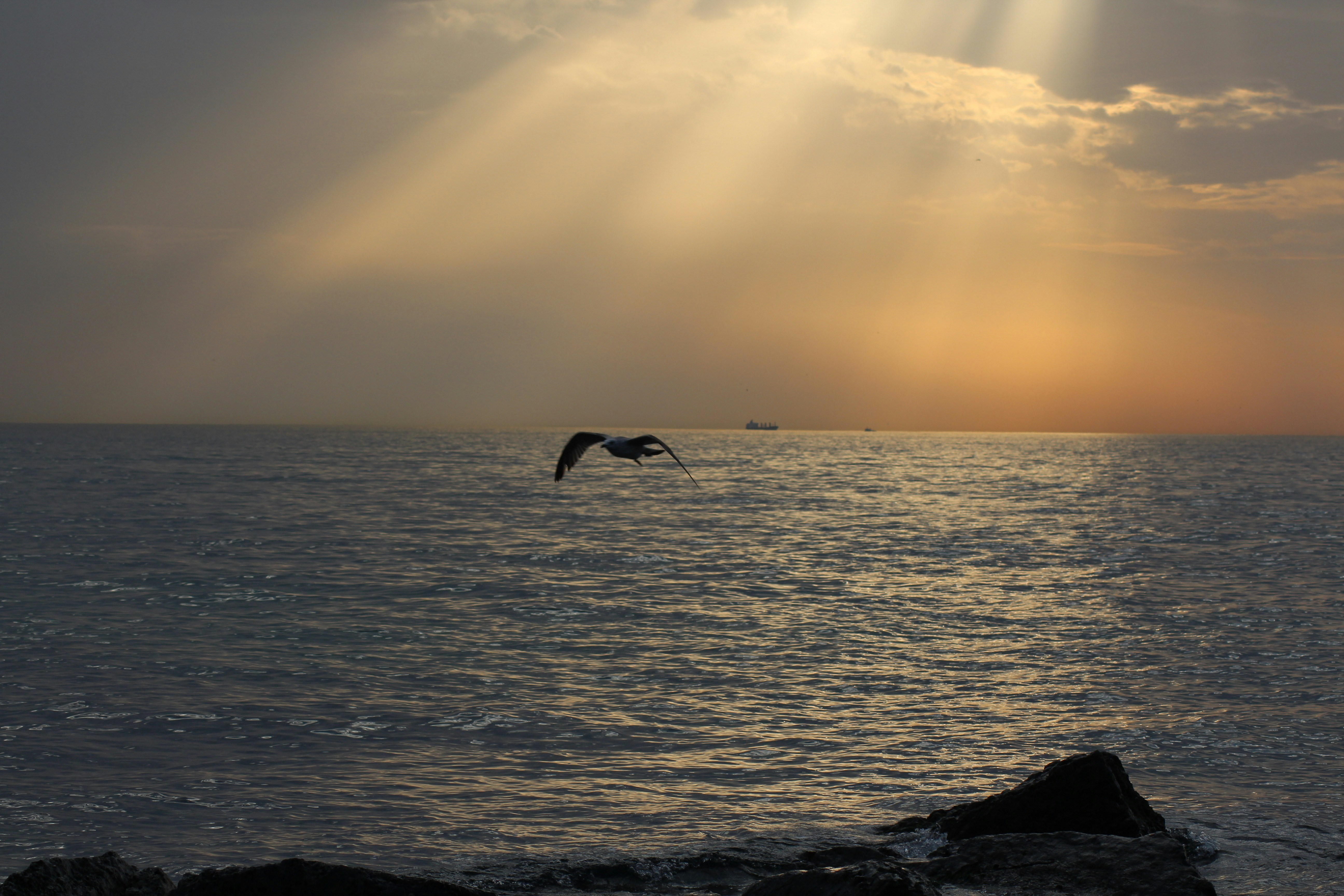 a bird flying over the ocean