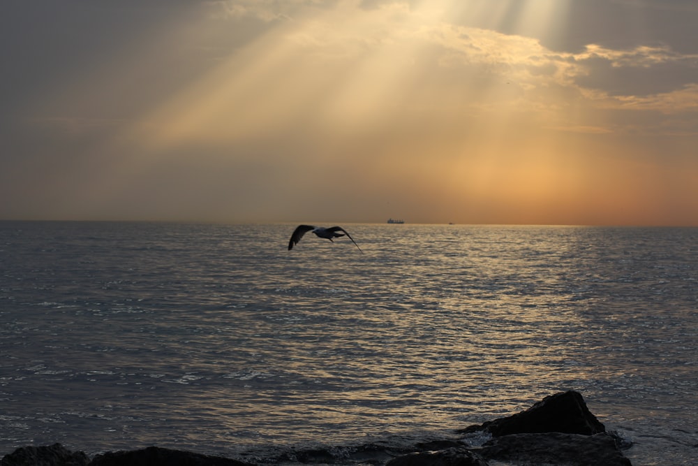 a bird flying over the ocean