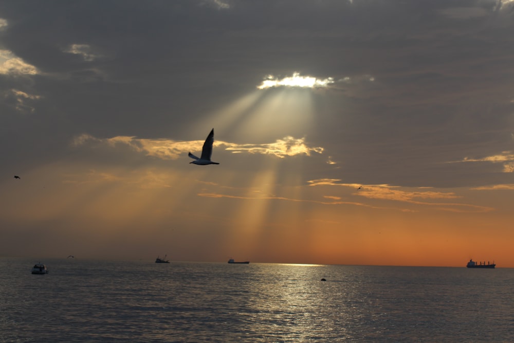 a bird flying over water