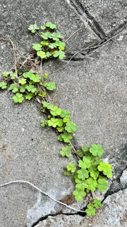 a group of plants growing in the dirt