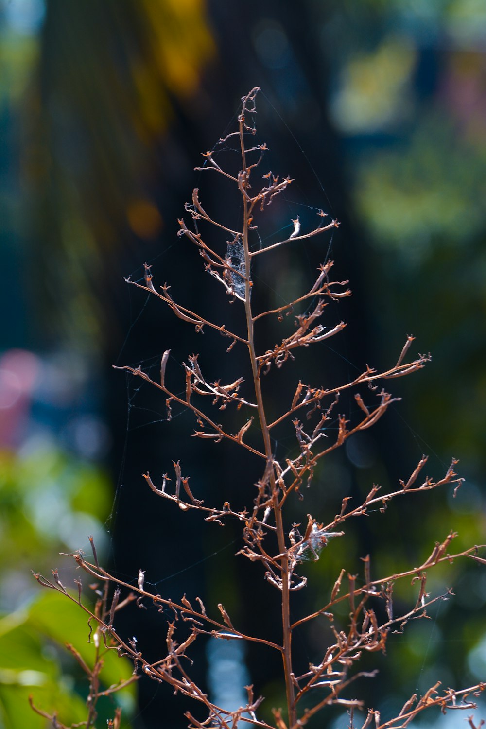 a close up of a tree branch